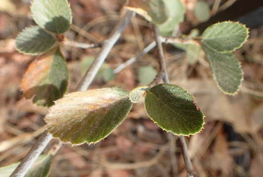 Image of Birch-leaf Mountain-mahogany