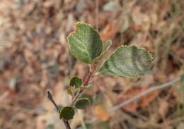 Image of Birch-leaf Mountain-mahogany