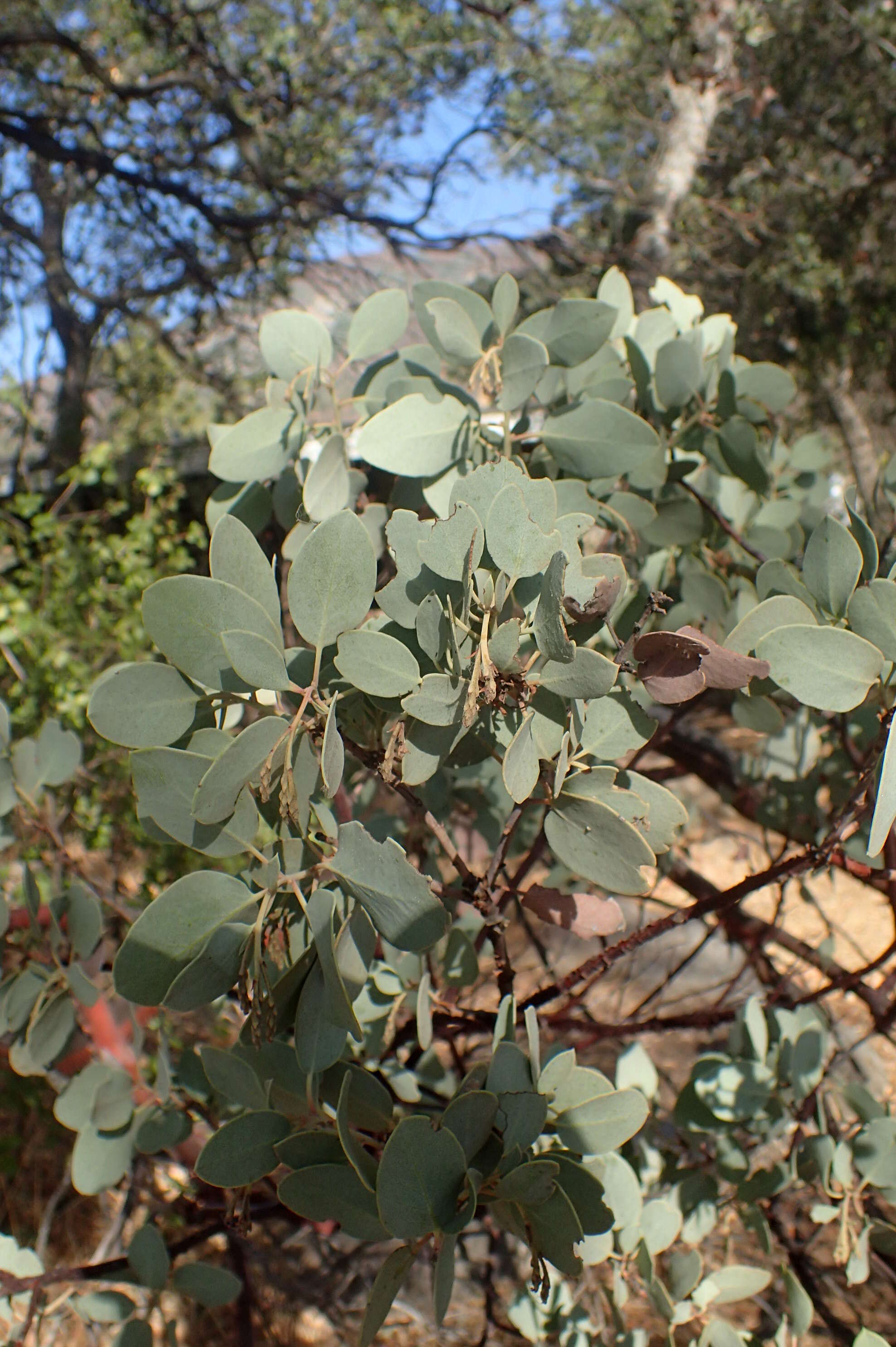 Arctostaphylos viscida Parry resmi