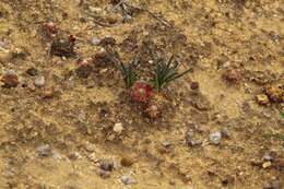 Image of Drosera platystigma Lehm.