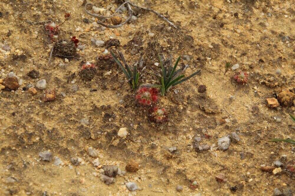 Image of Drosera platystigma Lehm.