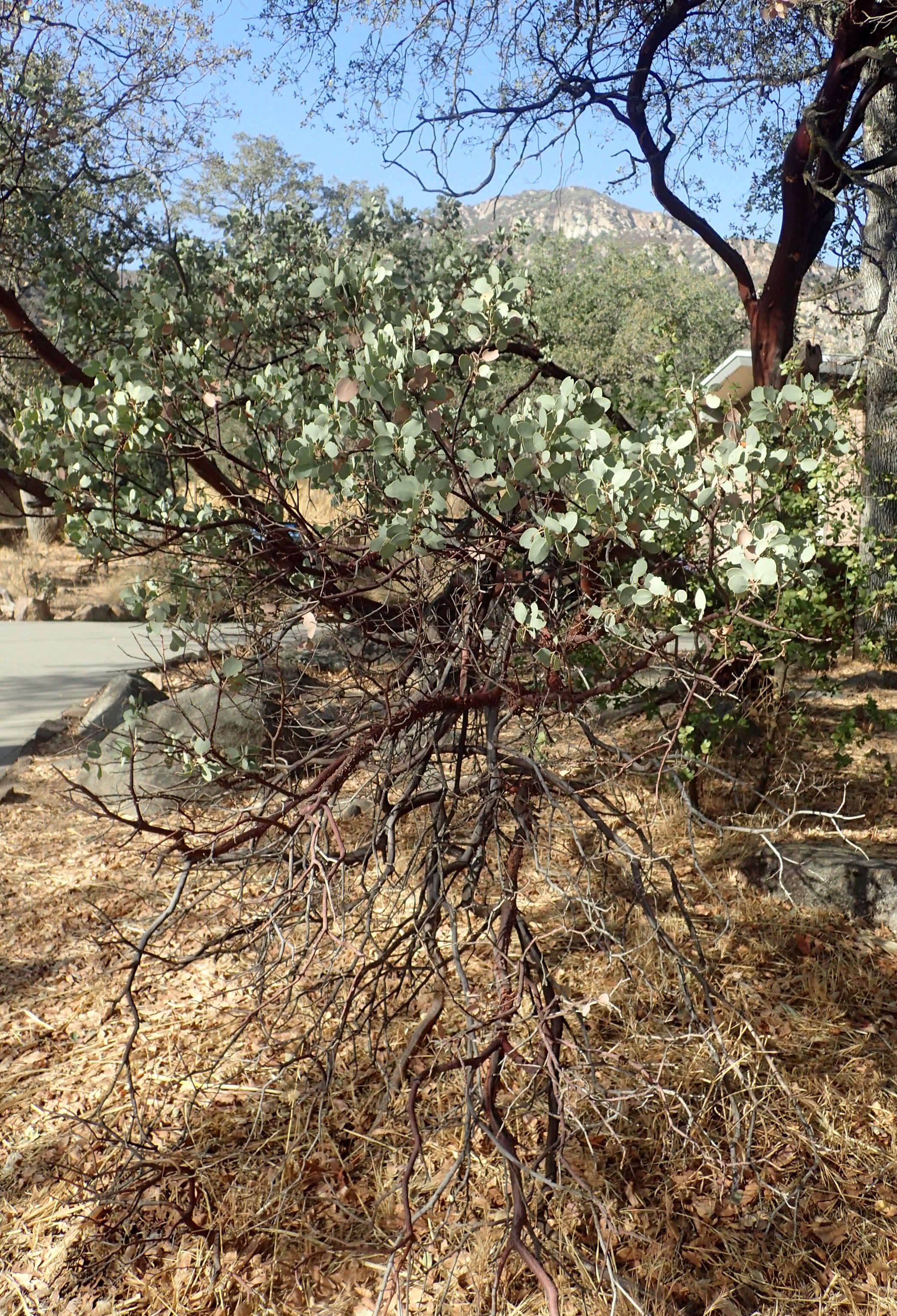 Arctostaphylos viscida Parry resmi