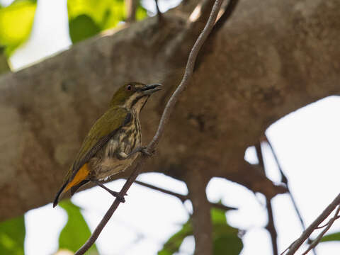 Image of Yellow-vented Flowerpecker