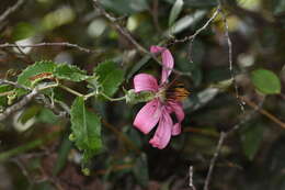 Image de Mutisia ilicifolia Cav.