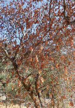 Imagem de Aesculus californica (Spach) Nutt.