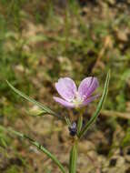 Imagem de Clarkia affinis H. & M. Lewis