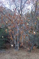 Image of California buckeye