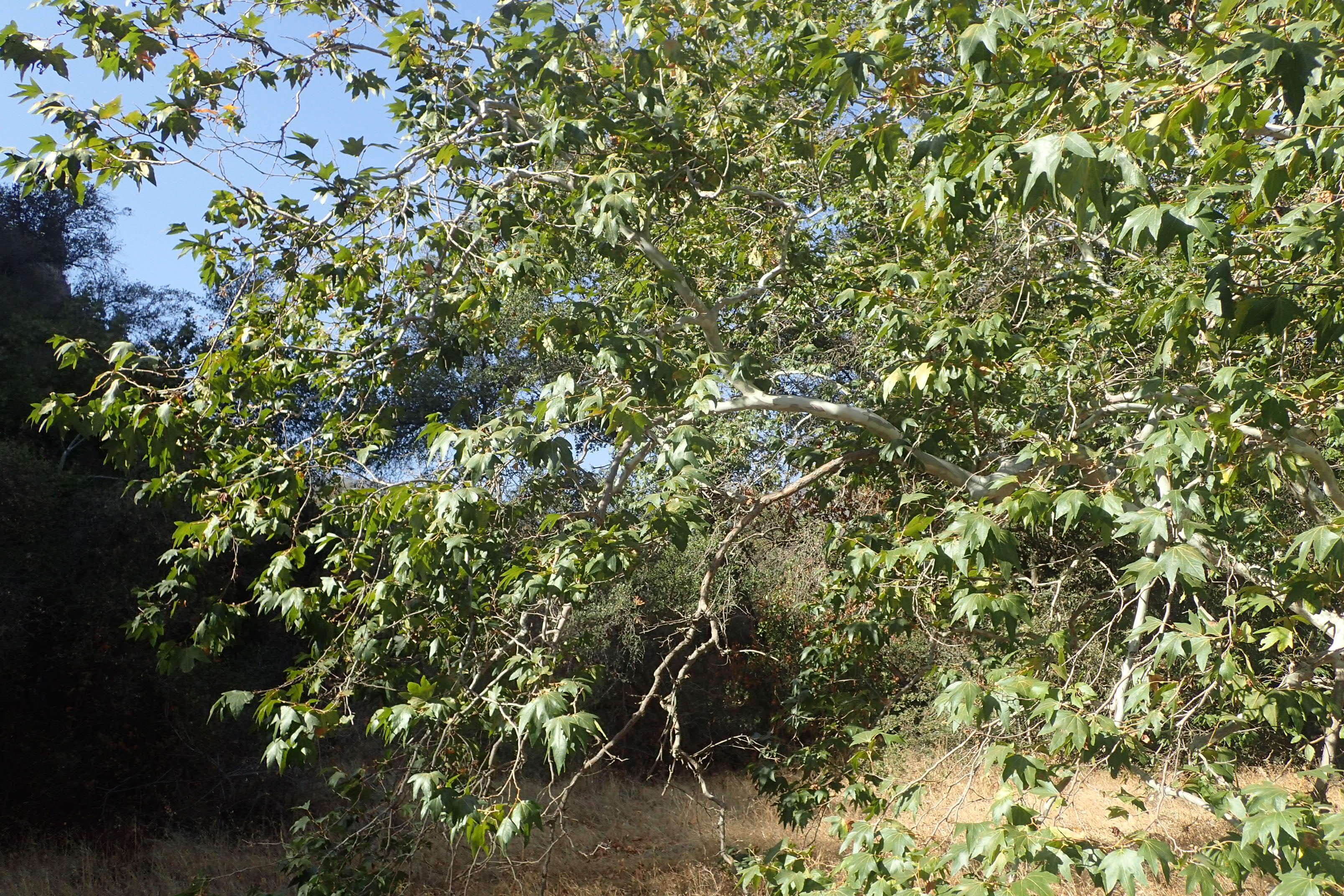 Imagem de Platanus racemosa Nutt. ex Audubon