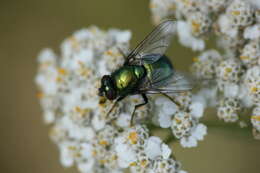 Image of Neomyia viridescens (Robineau-Desvoidy 1830)