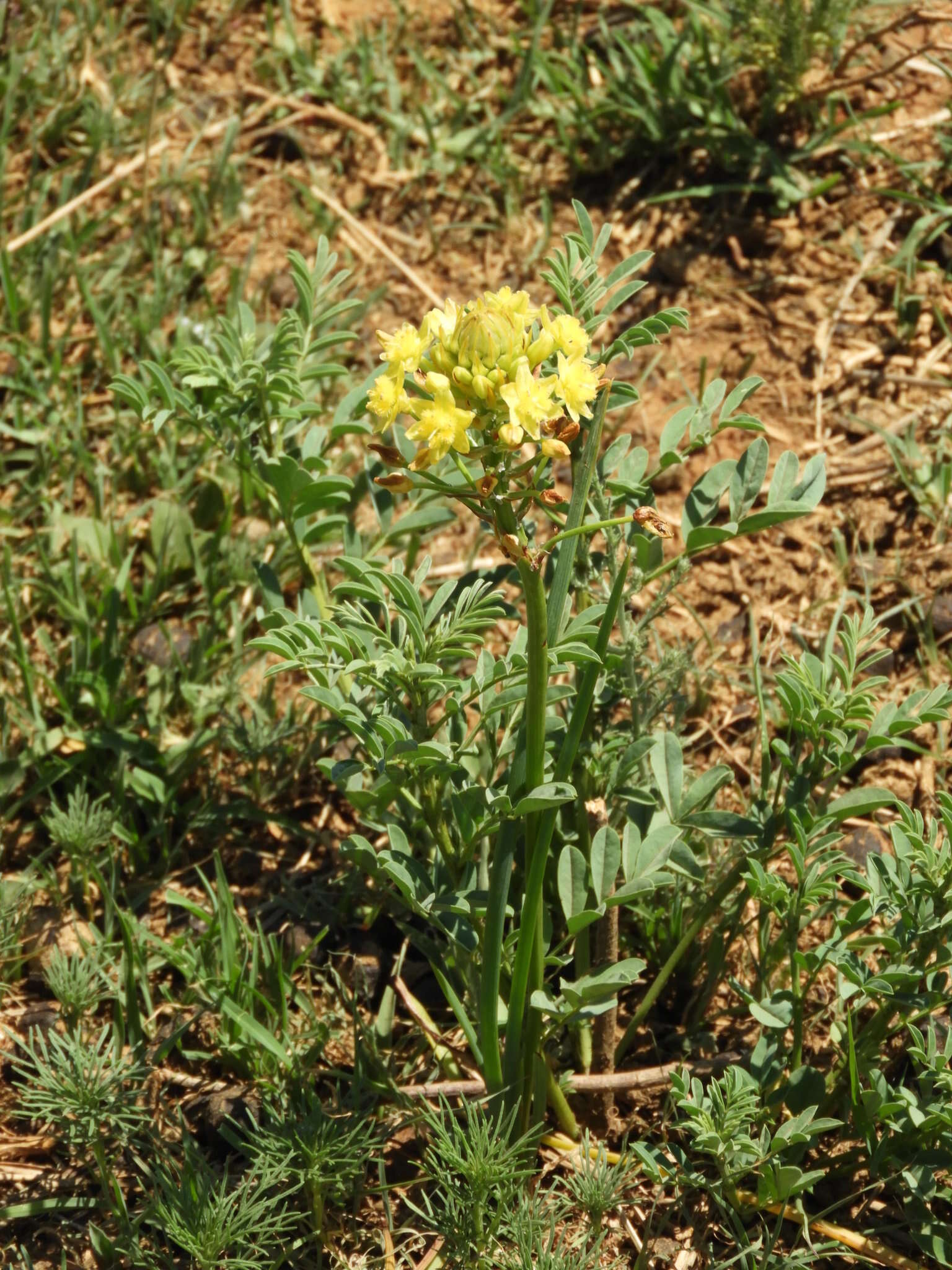 Imagem de Bulbine capitata Poelln.