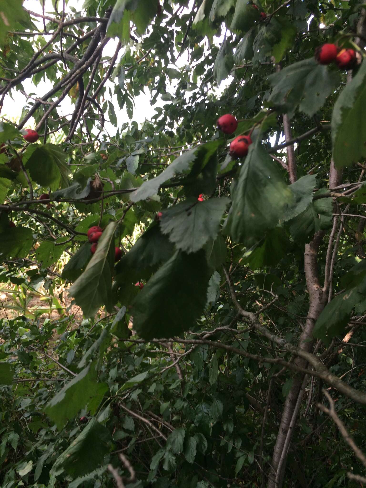 Crataegus coccinioides Ashe resmi