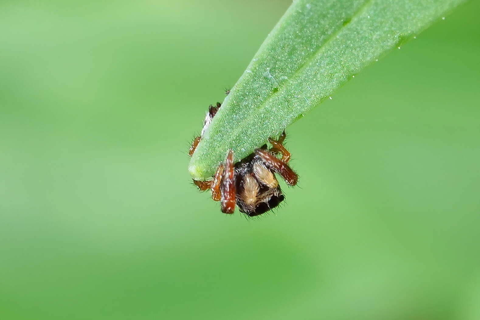 Image of Pellenes bitaeniata (Keyserling 1882)