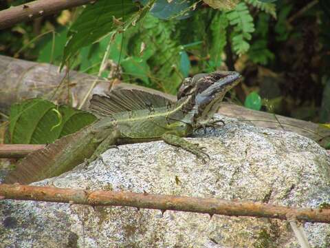 Image of Basiliscus basiliscus barbouri Ruthven 1914