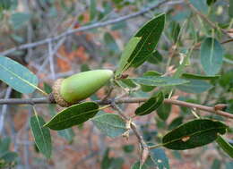 Image of interior live oak