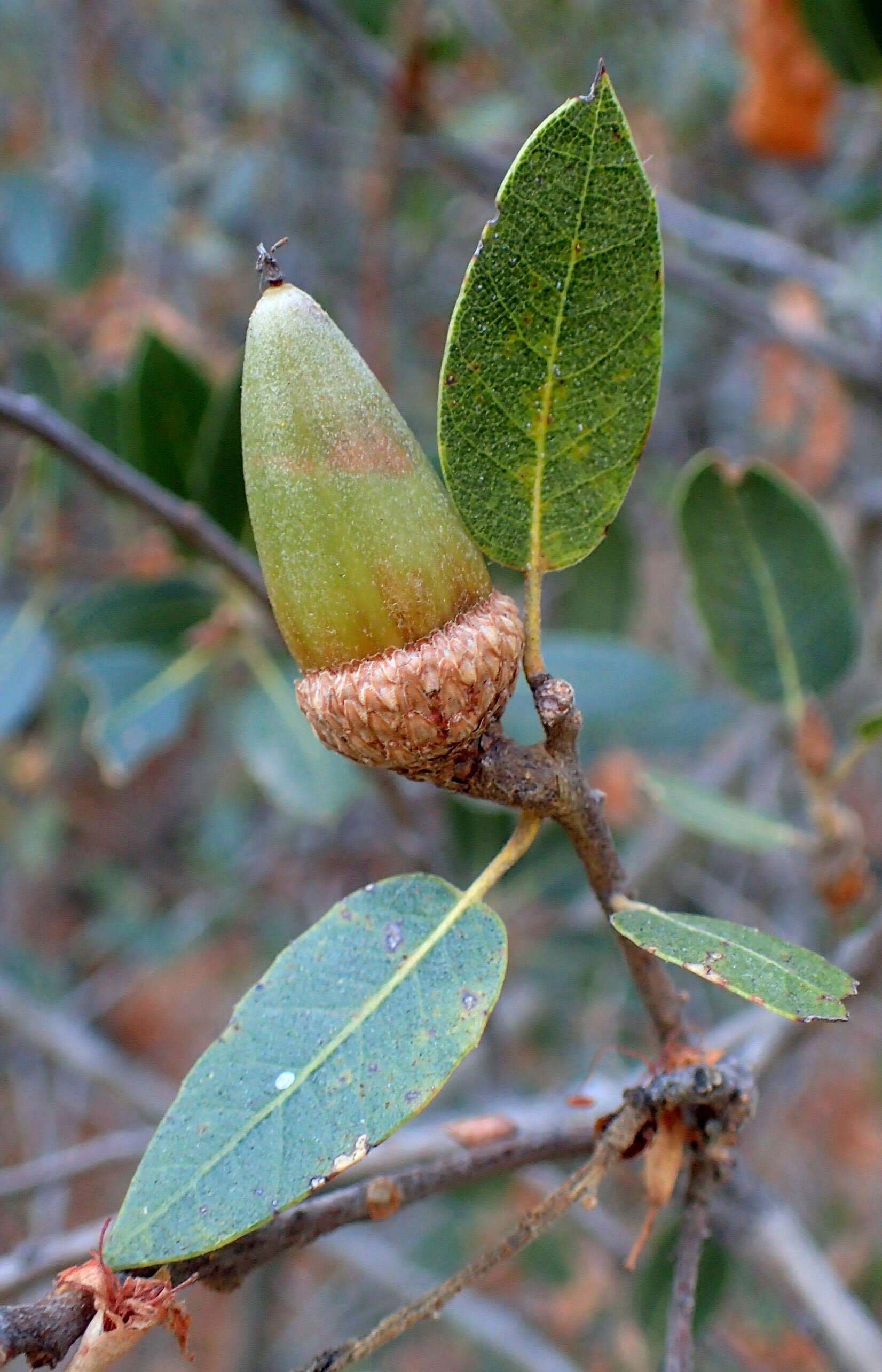 Image of interior live oak