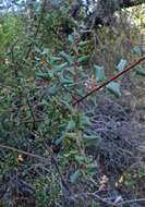 Image of interior live oak