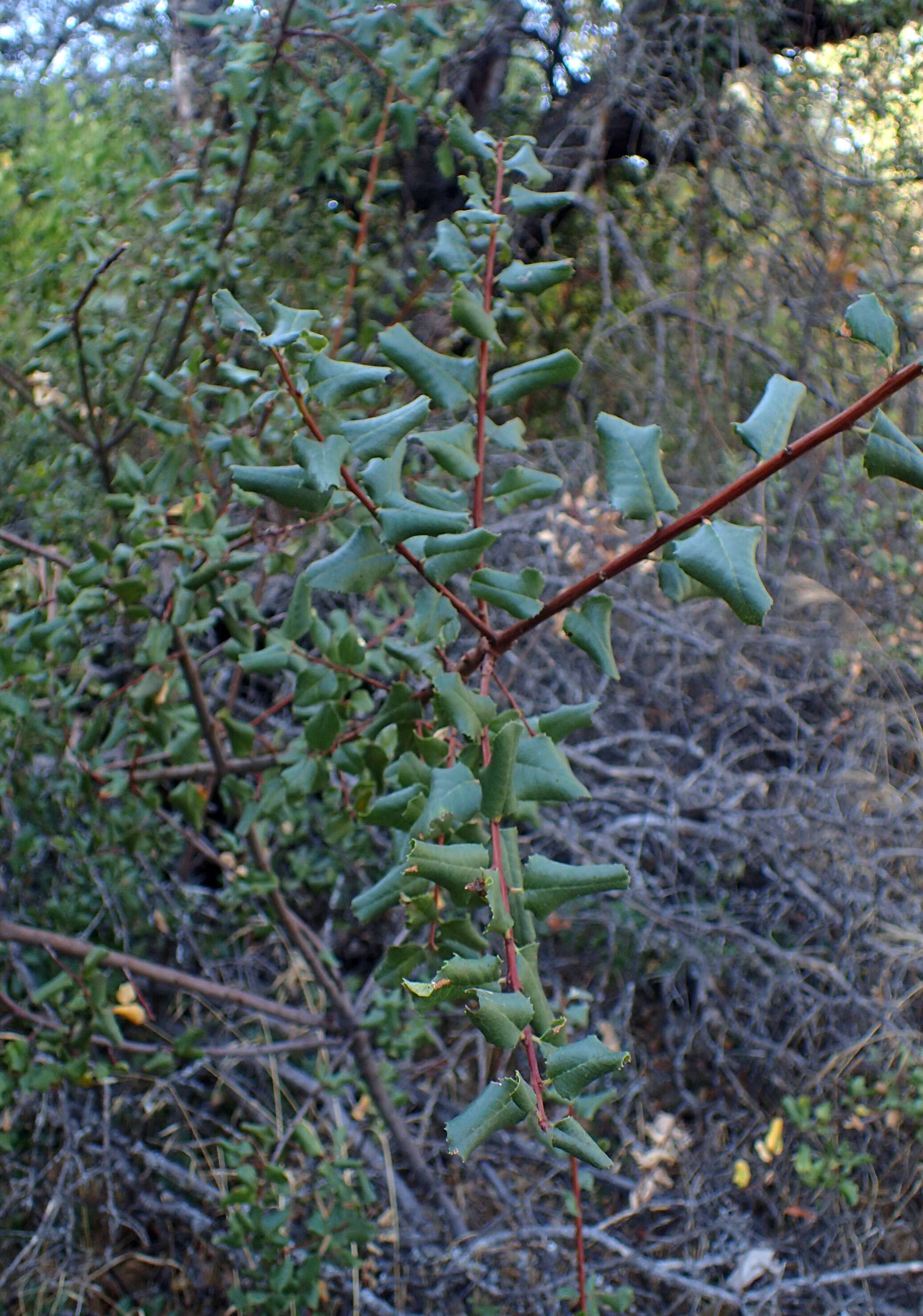 Image of interior live oak