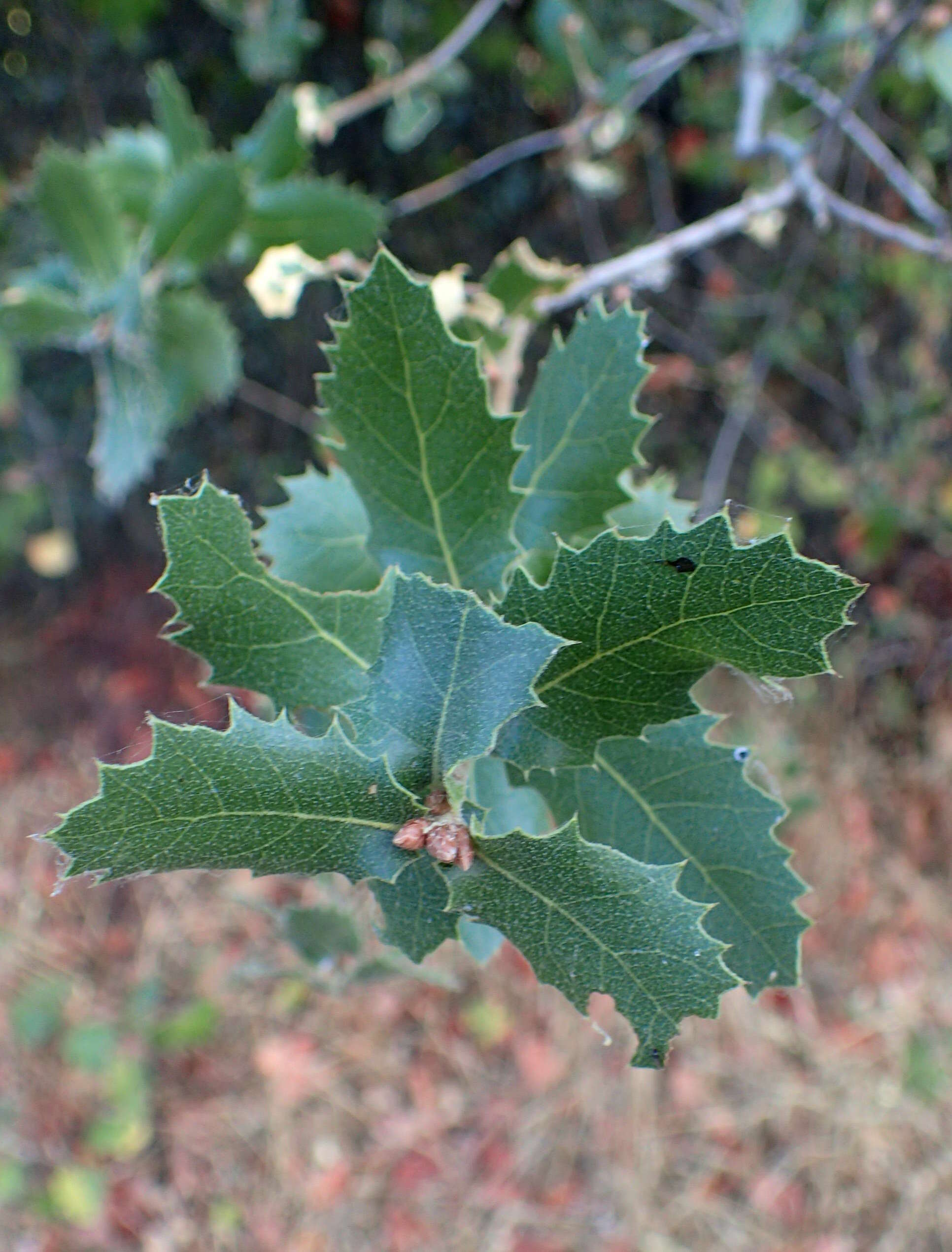 Image of interior live oak