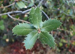 Image of interior live oak