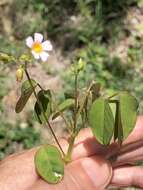 Sivun Oxalis barrelieri L. kuva