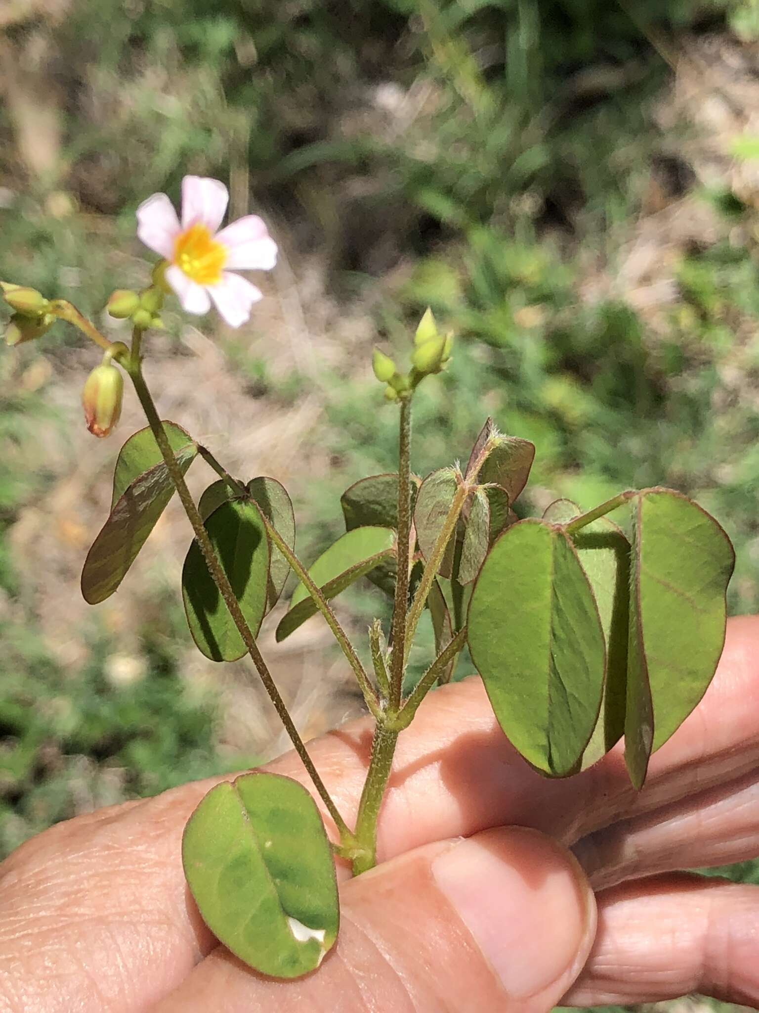 Слика од Oxalis barrelieri L.