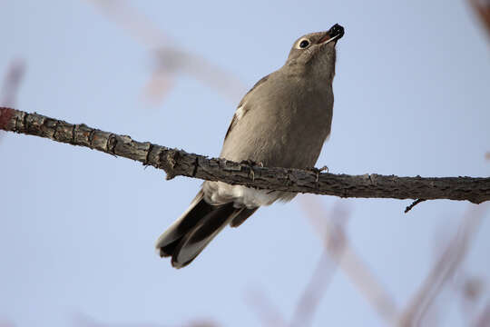 Imagem de Myadestes townsendi townsendi (Audubon 1838)