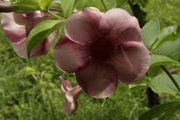 Image of purple allamanda