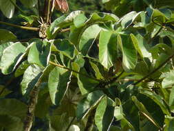 Image of Plain-colored Tanager