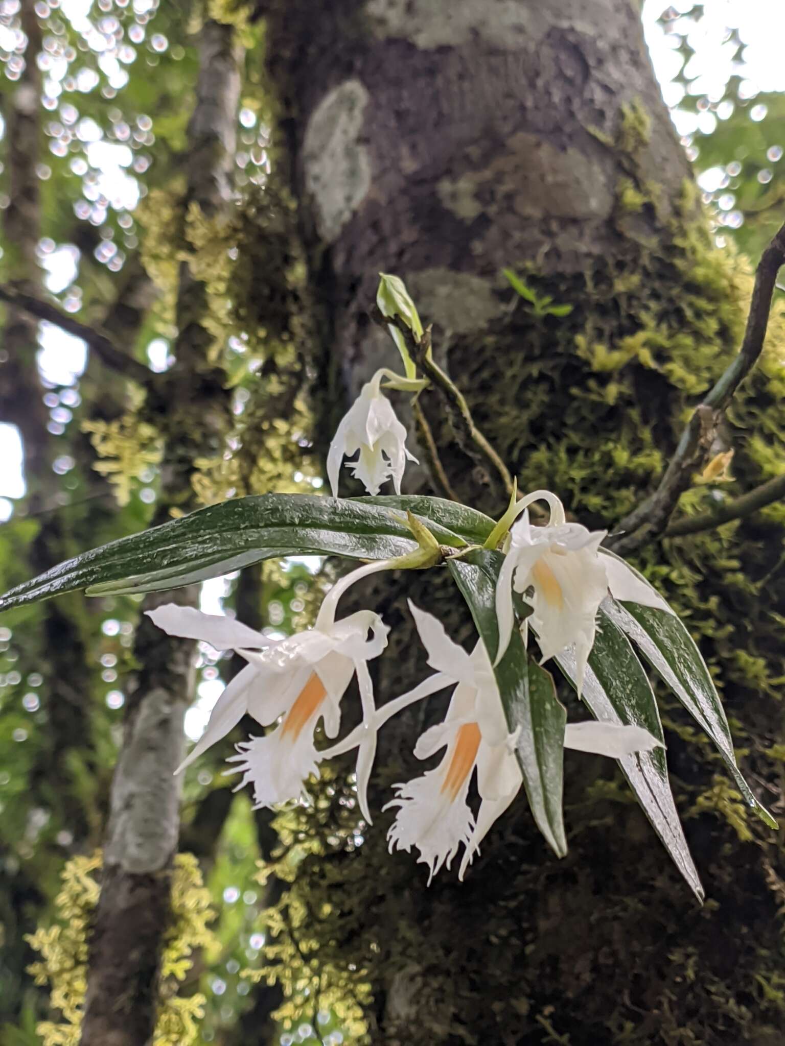 Imagem de Dendrobium longicornu Lindl.