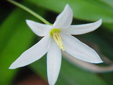 Image de Xerophyta elegans (Balf.) Baker