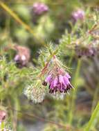 Image of Erica barbigeroides E. G. H. Oliver