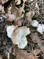 Image of Hygrocybe russocoriacea (Berk. & T. K. Mill.) P. D. Orton & Watling 1969