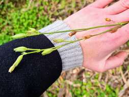 صورة Nicotiana suaveolens Lehm.