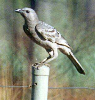 Image of Great Bowerbird