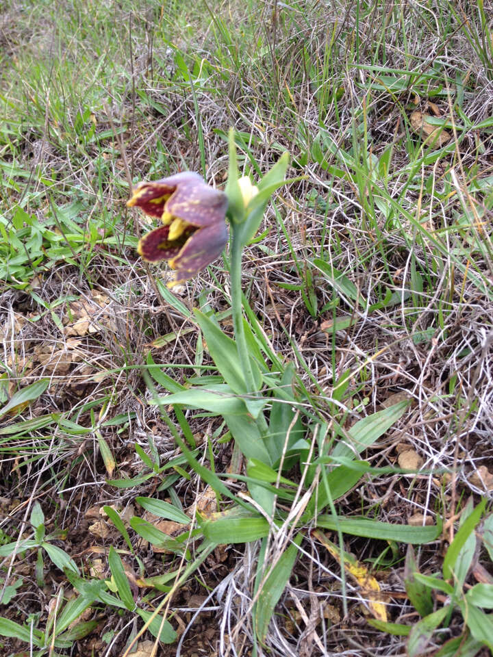 Image of checker lily