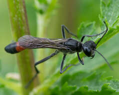 Image of Ammophila pubescens Curtis 1836