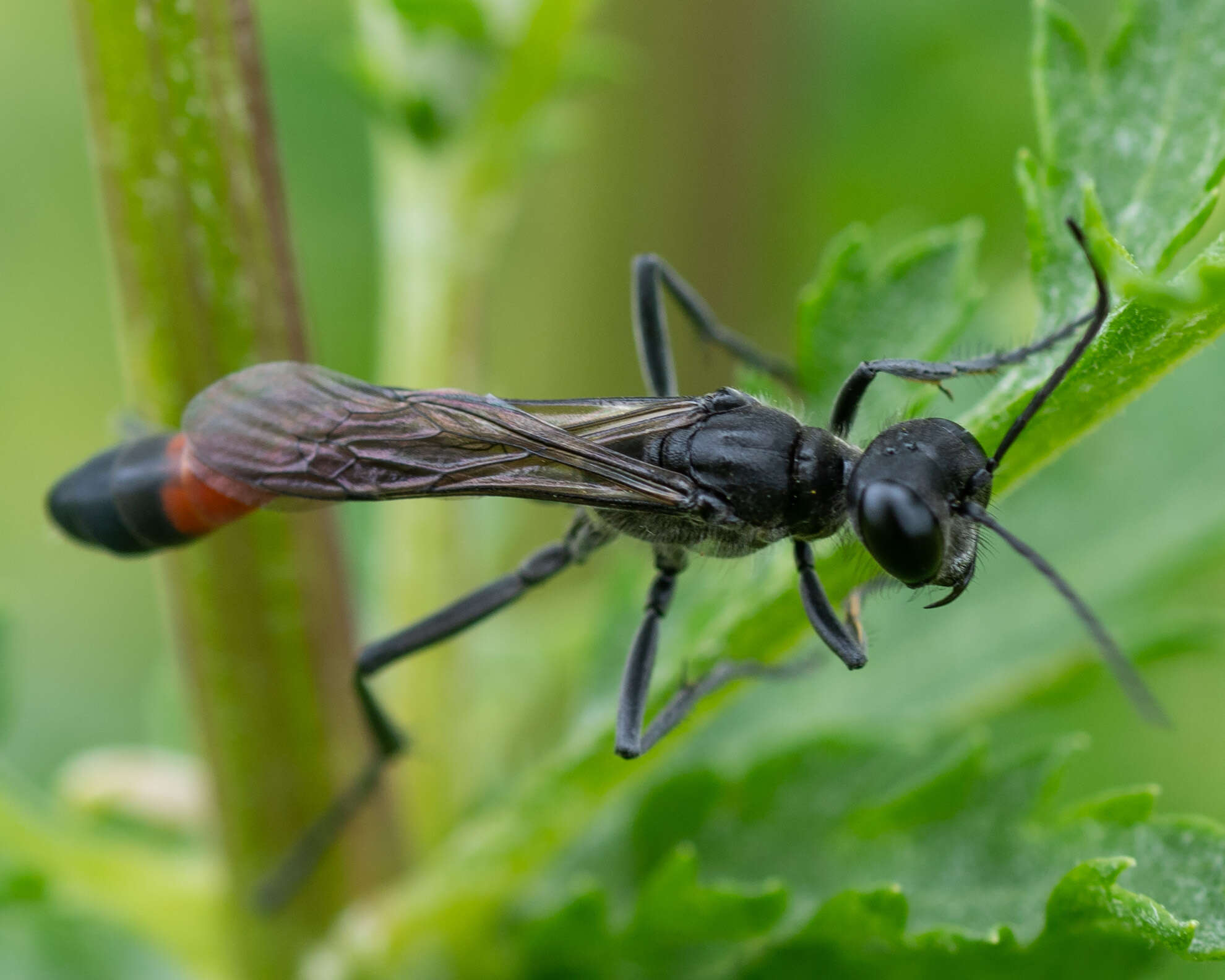 Image of Ammophila pubescens Curtis 1836