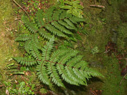 Image of Tree Fern Golden