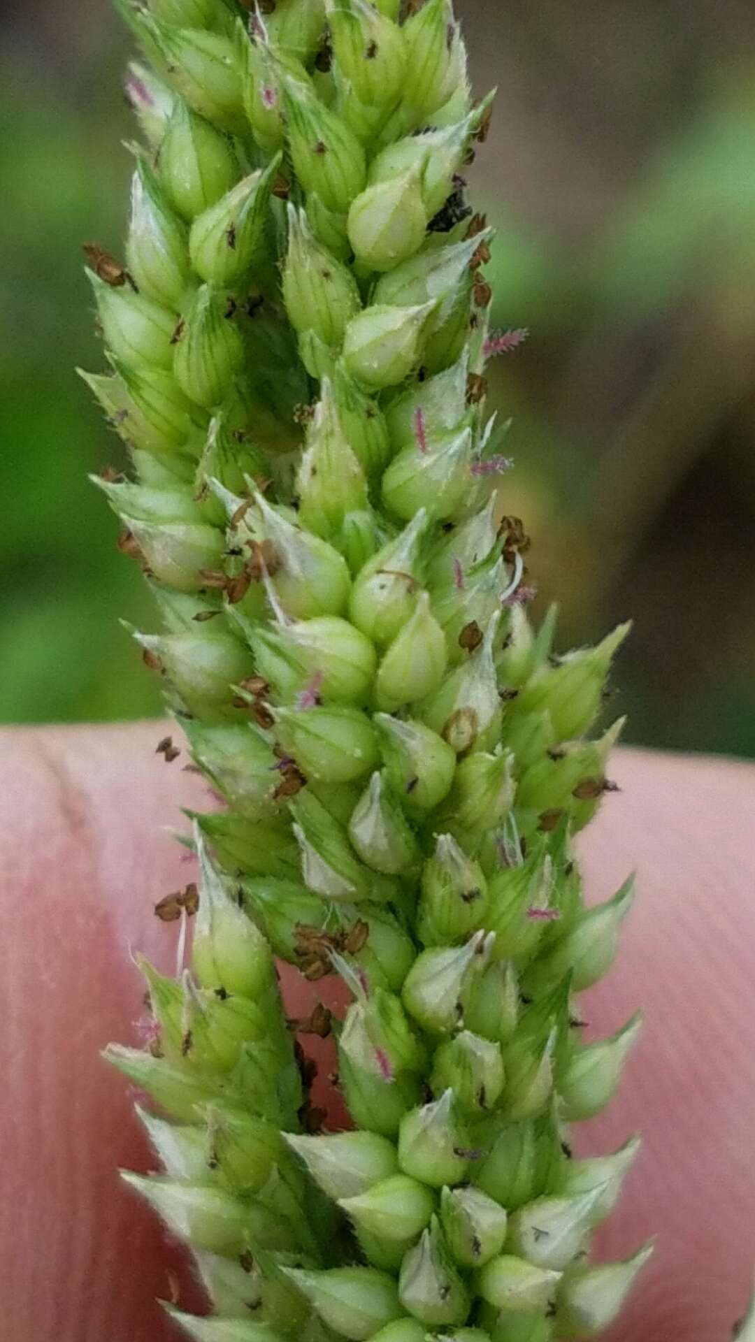 Plancia ëd Echinochloa muricata (P. Beauv.) Fernald