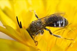 Image of Sweat bee