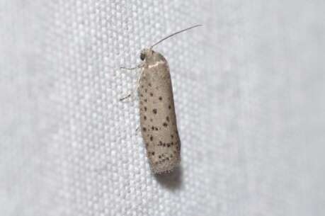 Image of Mimosa Webworm Moth