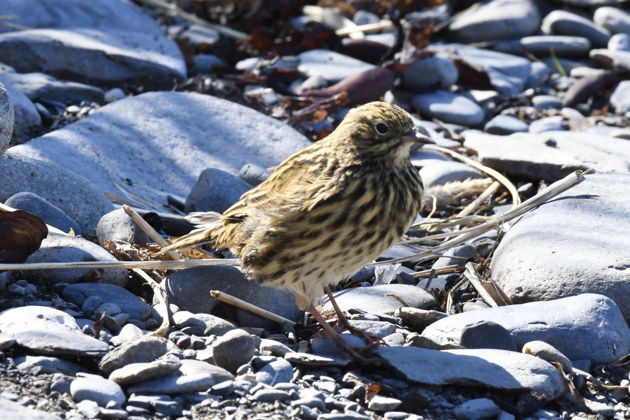 Image of South Georgia Pipit