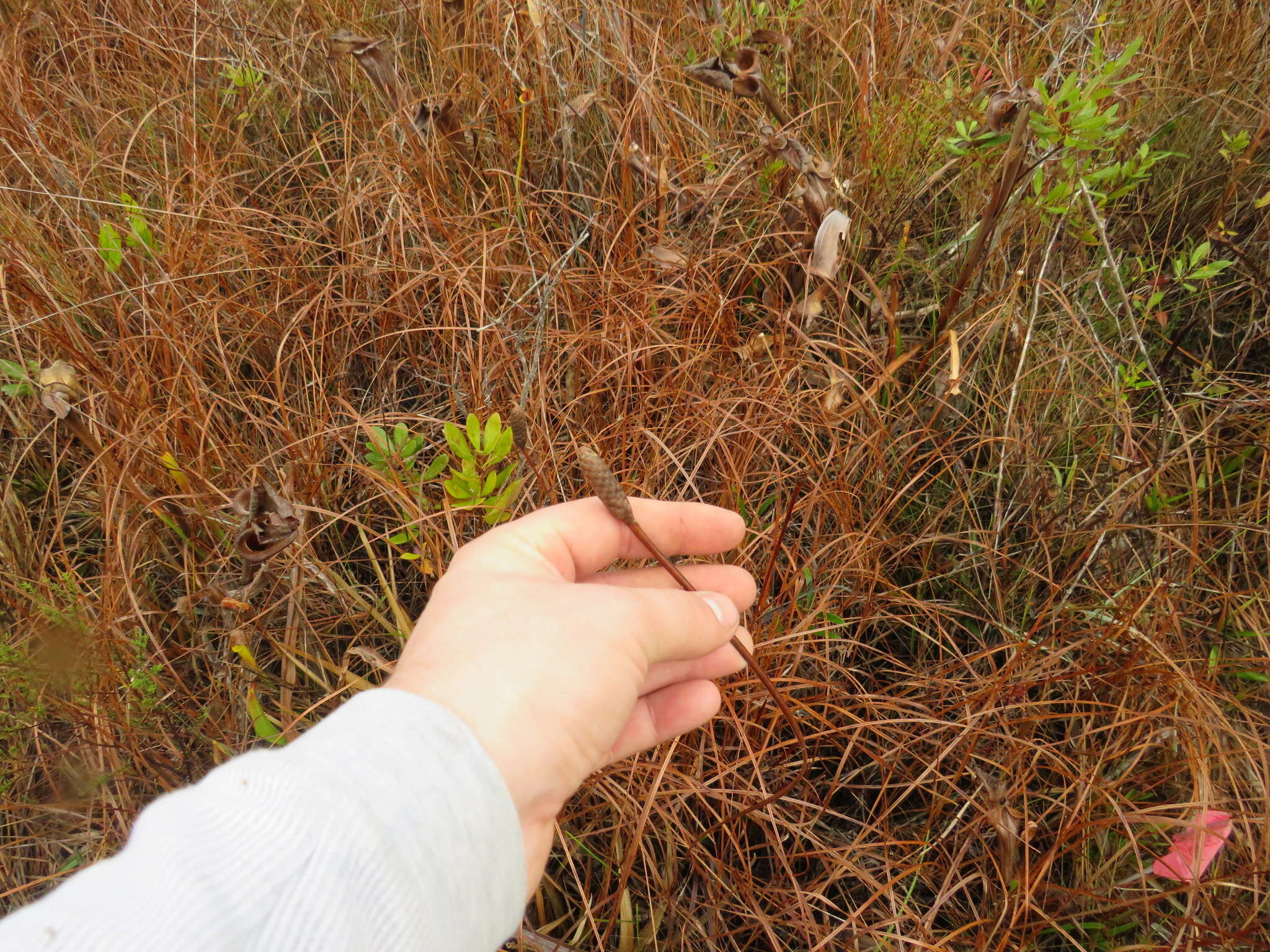 Image of Pineland Yellow-Eyed-Grass