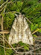 Image of Mother Underwing