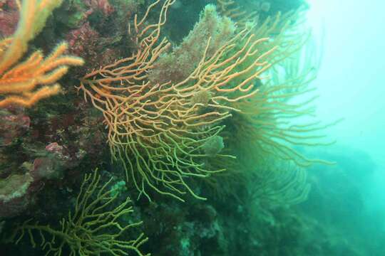 Image of yellow gorgonian