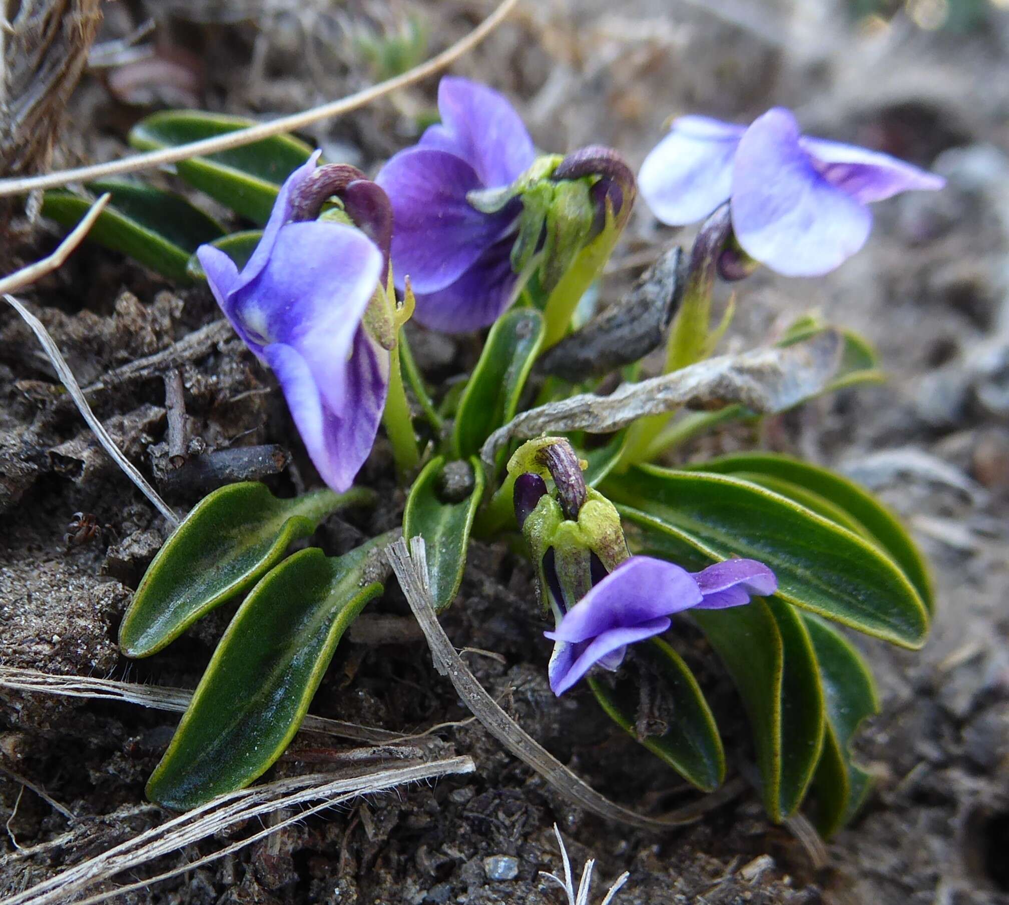 Image of Viola kunawarensis Royle