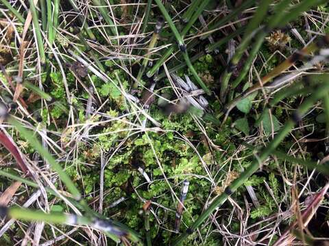 Image de Selaginella eclipes Buck