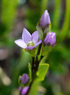 Image of Gentianella magellanica (Gaudich.) Fabris