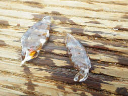 Image of common salp