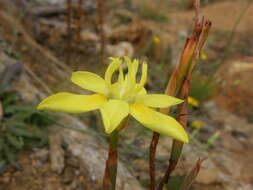 Image of Moraea bituminosa (L. fil.) Ker Gawl.